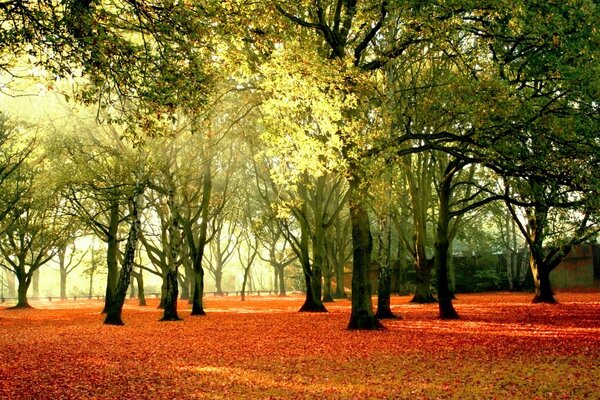 Hermosos paisajes de otoño dorado