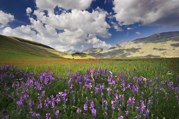 Colinas de Italia y flores silvestres