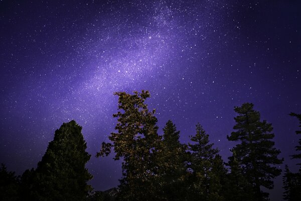 Étoiles dans la forêt dense