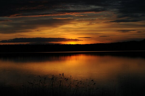 Foresta crepuscolare al tramonto