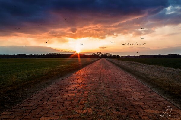 The road between the fields at dawn