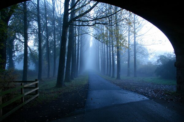 Camino brumoso de la mañana en el parque