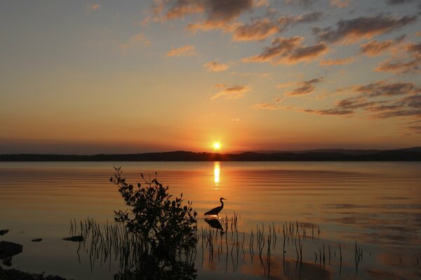 Airone in riva al lago la sera al tramonto