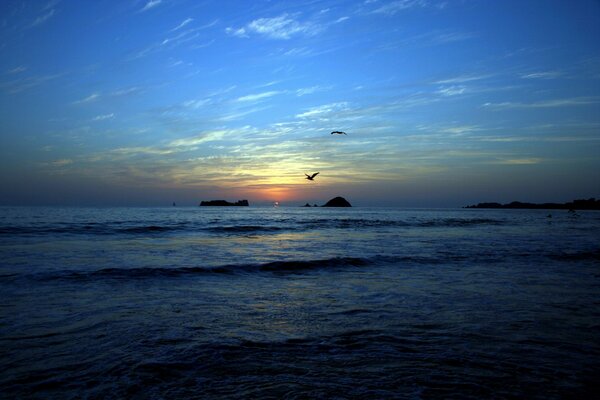 Vögel auf Sonnenuntergang Hintergrund am Meer