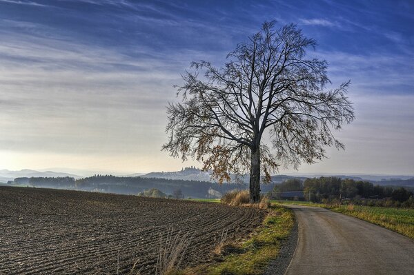 Camino de la mañana con un árbol solitario