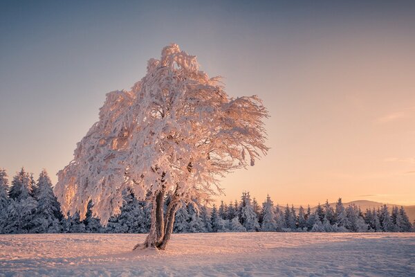 Albero di neve invernale nel campo