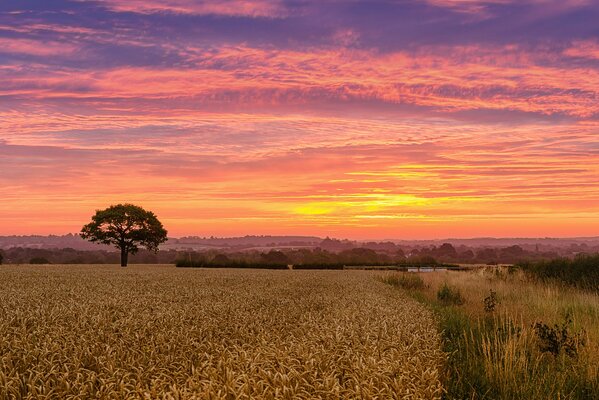 Champ de blé sur fond de ciel coucher de soleil