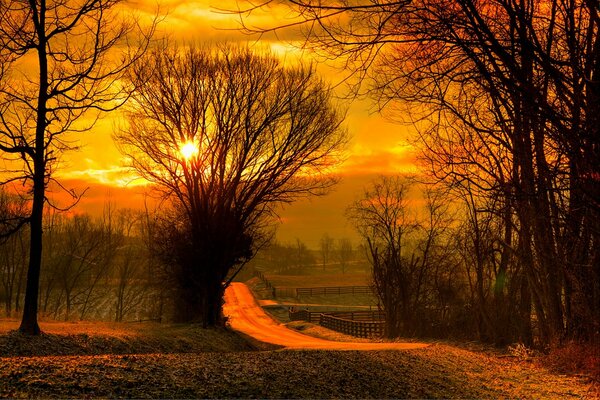 Autumn, yellow sky and trees