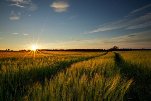 Campo de trigo al amanecer