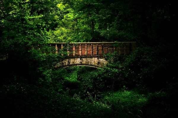 Puente en un bosque denso