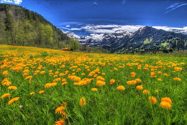 A field with flowers in the mountains