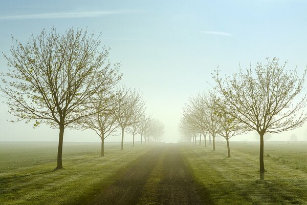 Morning foggy road in spring