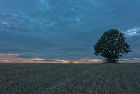 Un árbol solitario en un campo sobre las nubes