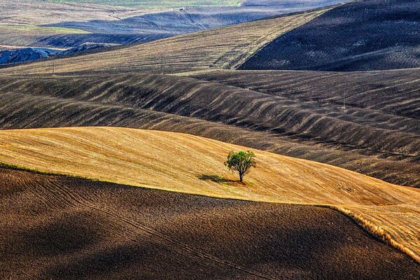 Arbre solitaire dans les champs de Tuskana