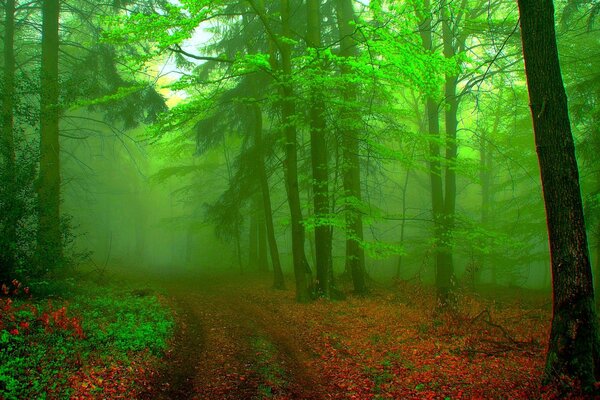 Fondo de contraste con la imagen del bosque de niebla