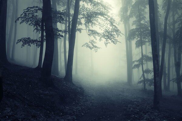 Brouillard de nuit dans une forêt calme