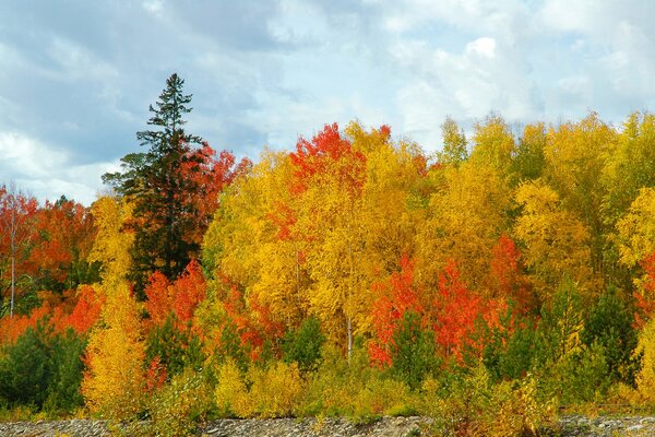 Goldener Herbst und blauer Himmel