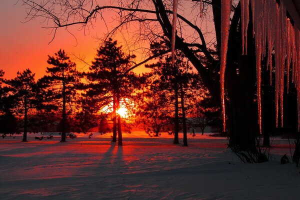 Soleil d hiver sur fond d arbres