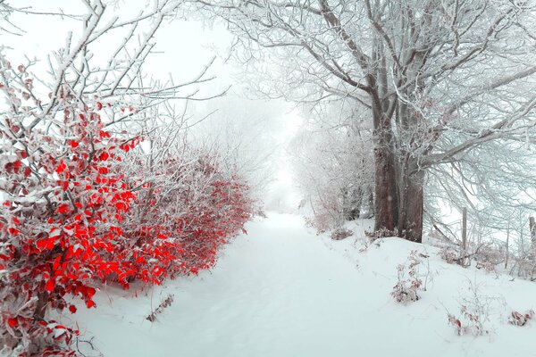 Winter schöner Wald mit roten Büschen