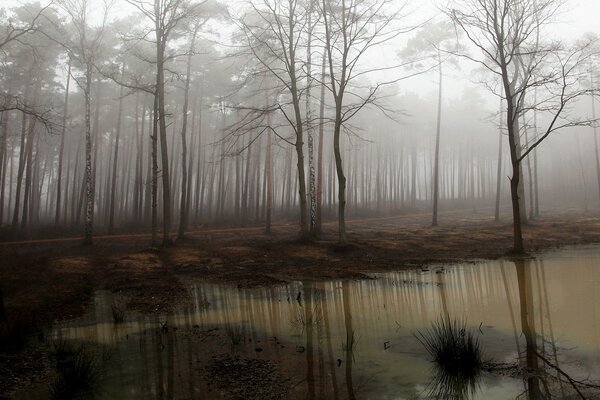 A swamp with bare trees in the fog