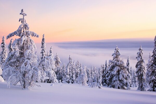 Fichte im Schnee am Hang in den Wolken