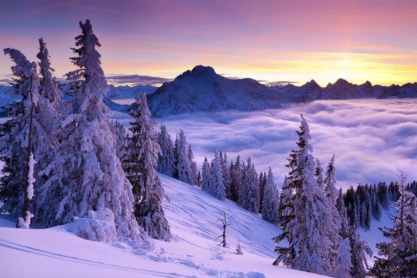 Lilac fir trees on the mountains