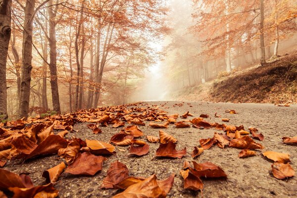 Autumn road in the golden forest