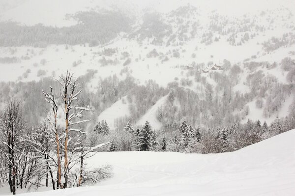 Verschneite Natur im kalten Winter