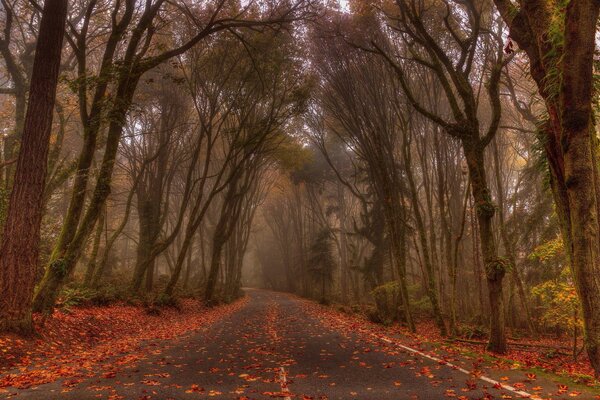 A gloomy road strewn with red leaves