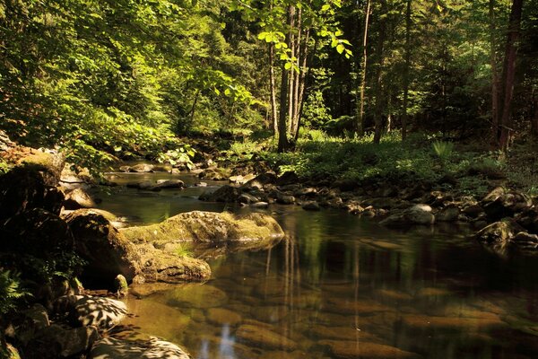 Un ruscello nella foresta. Acqua circondata dal verde della foresta