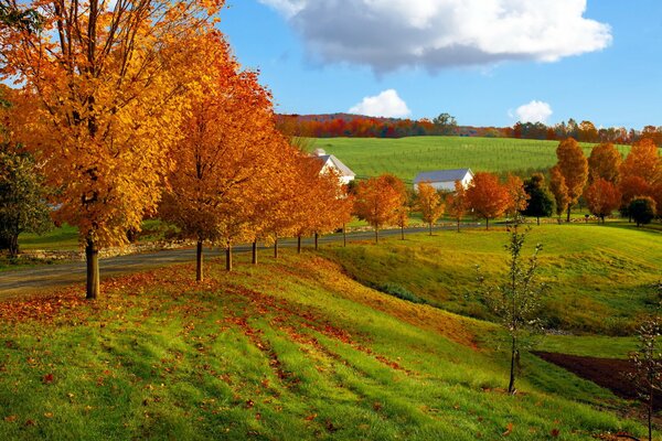 Autumn fields in golden autumn
