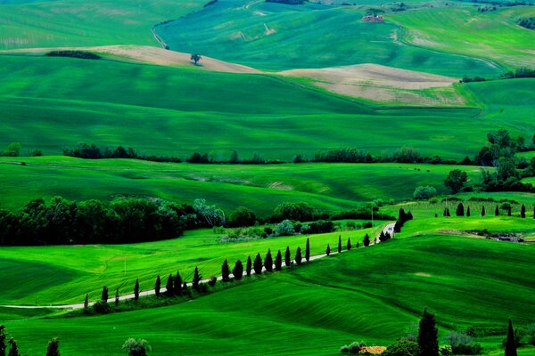 Green edge, endless fields