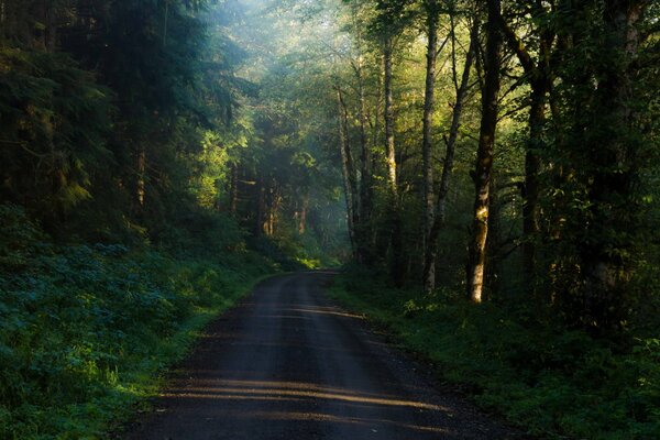 Forest path among dense trees