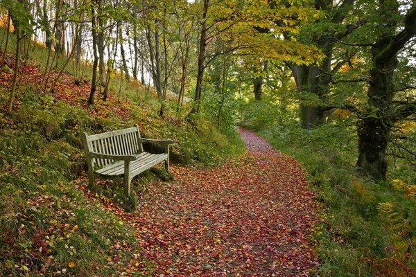 The bench is located near a path in the forest