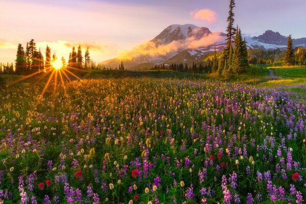 Wildblumen auf dem Hintergrund von Bergen und Sonnenuntergang