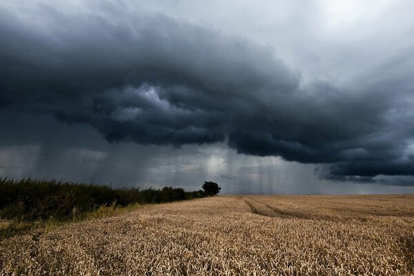 Graue Wolken über dem Feld mit Ähren