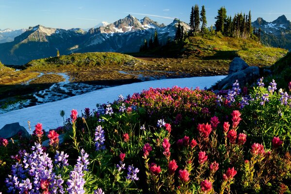 Flores con vistas a la montaña y al bosque