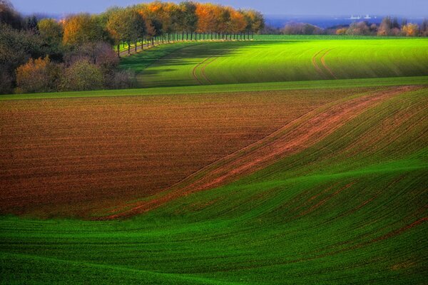 Campos de otoño con árboles