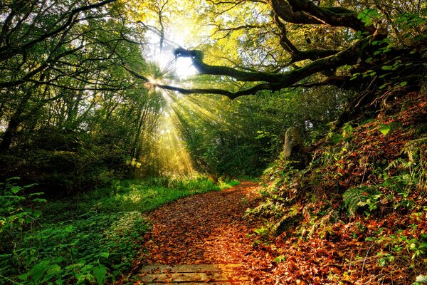 Landscape Rays of the sun in autumn