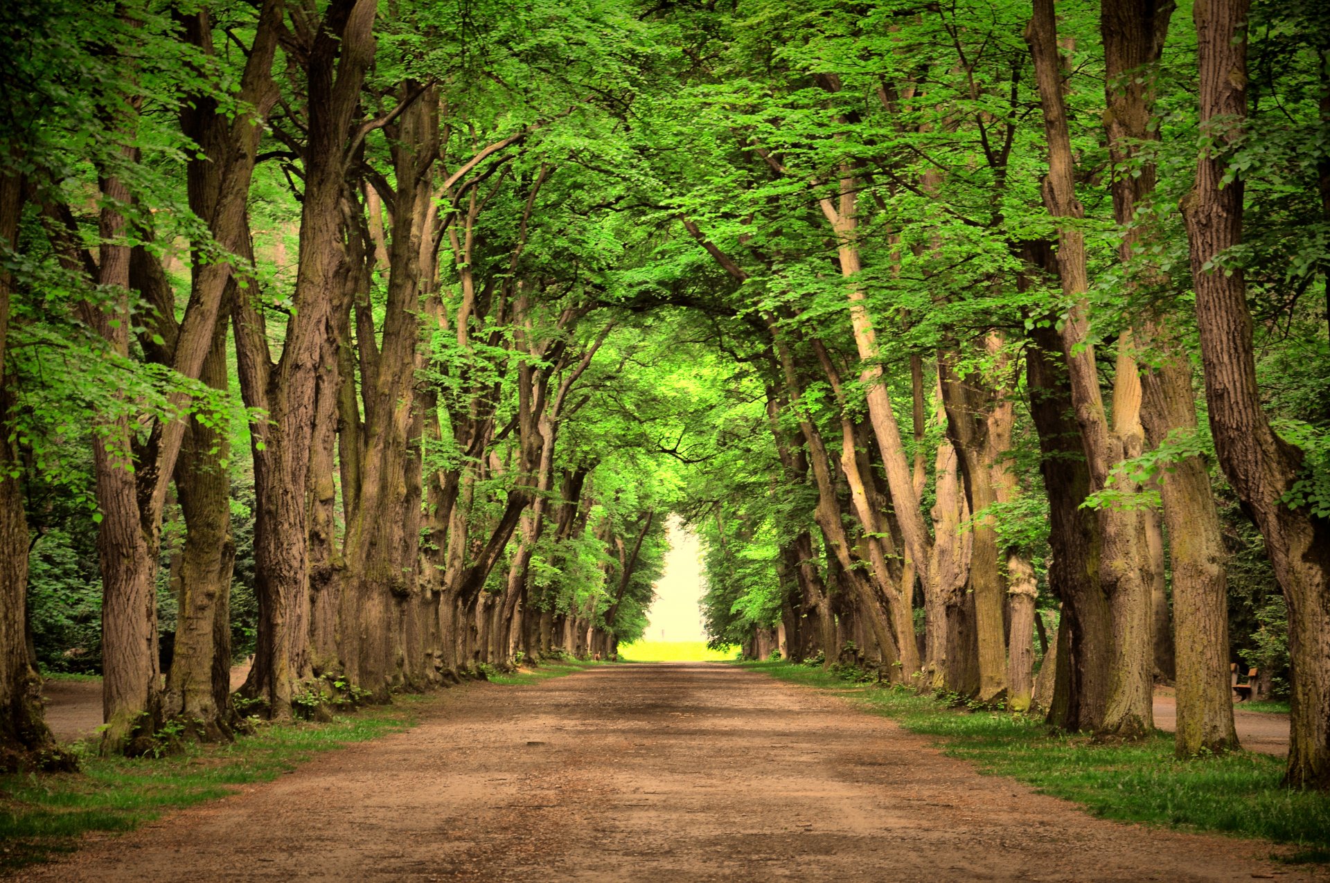 strada verde alberi paesaggio natura strada bello