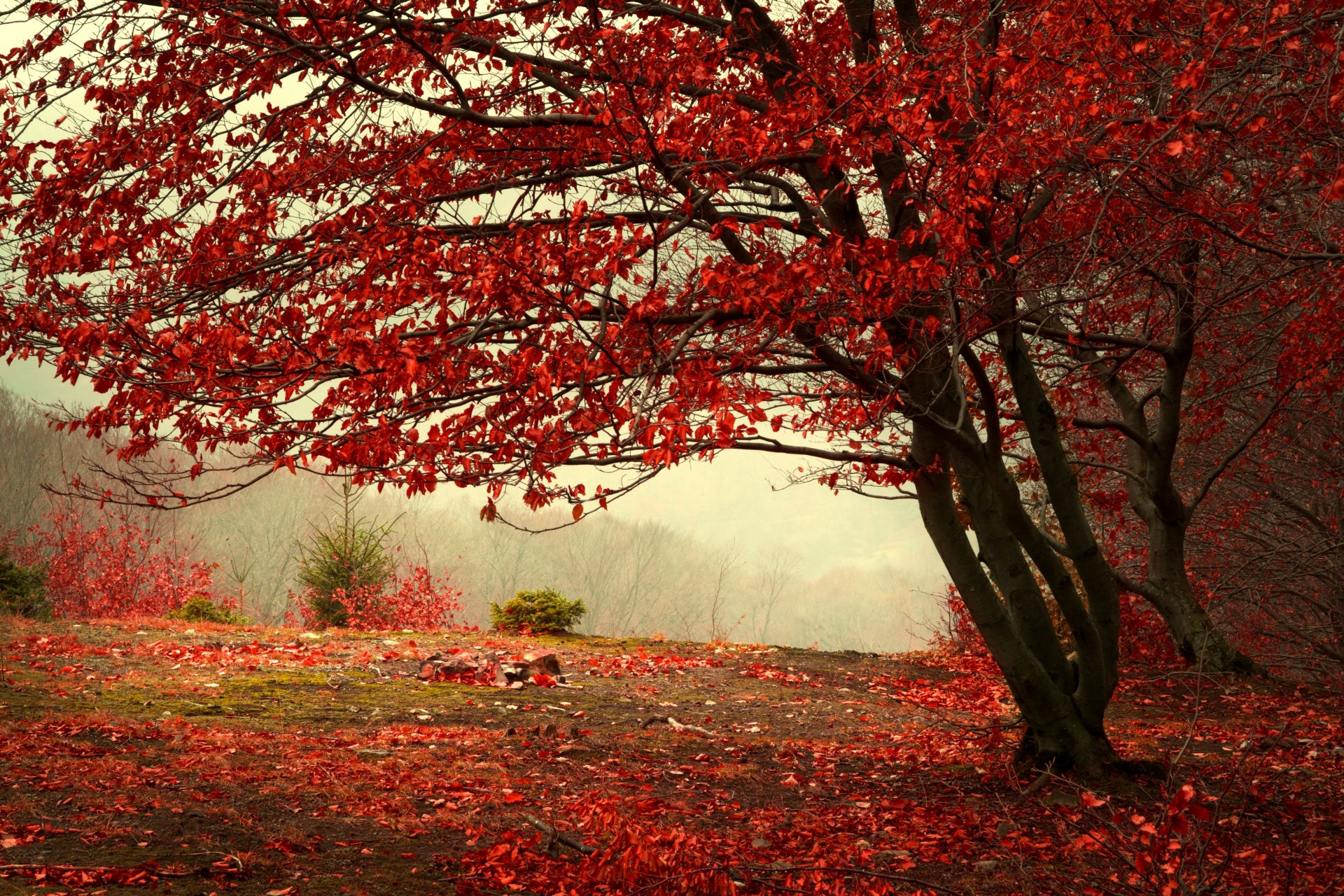 wald herbst nebel hügel baum blätter rot weinrot zweige natur bäume weihnachtsbäume