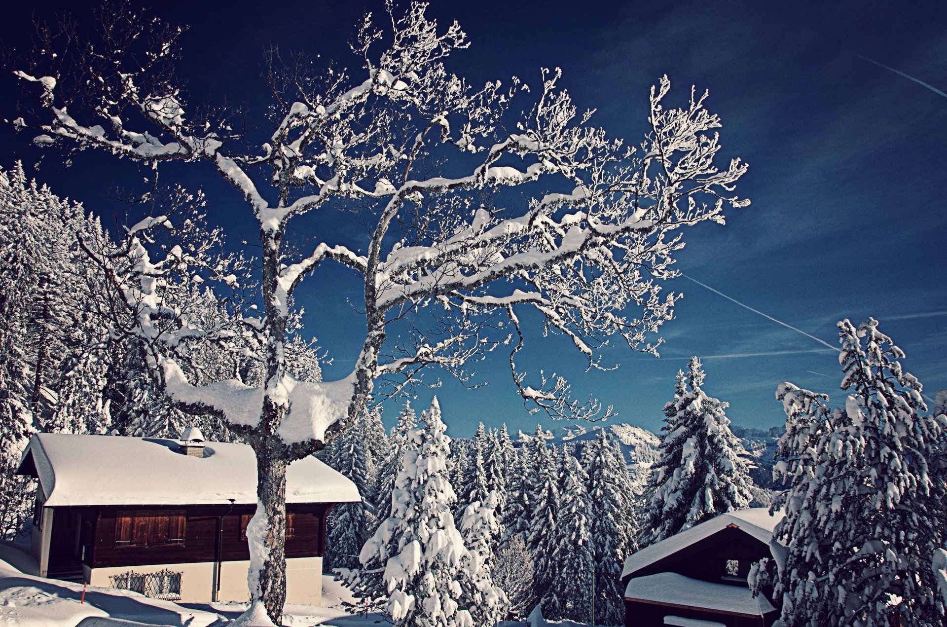 schweiz winter schnee bäume tannen häuser natur