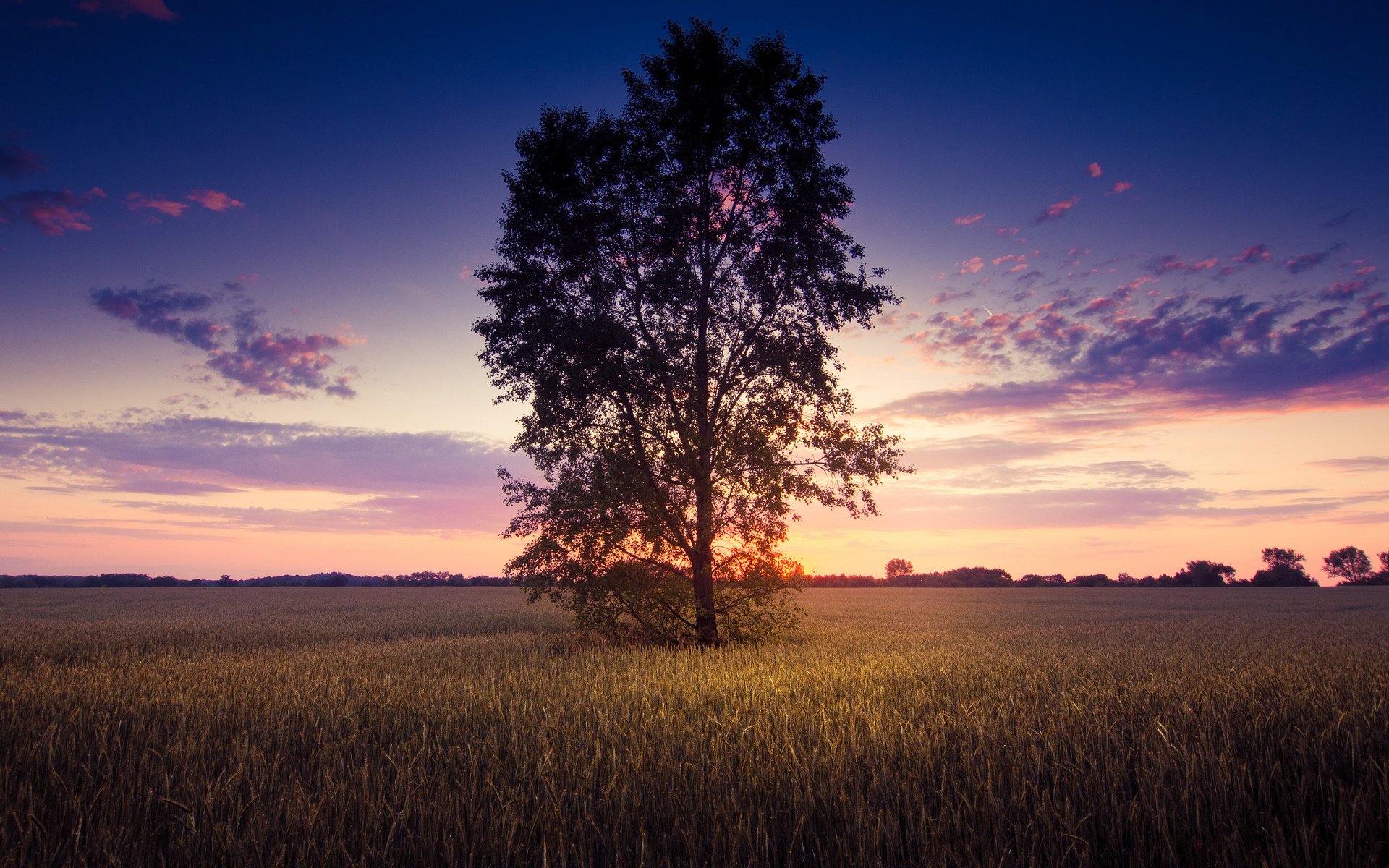 campo albero cielo paesaggio