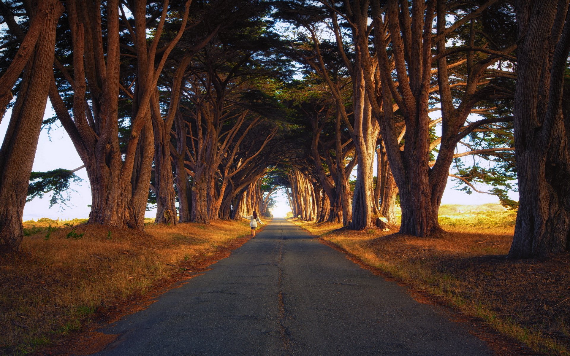 strada alberi paesaggio