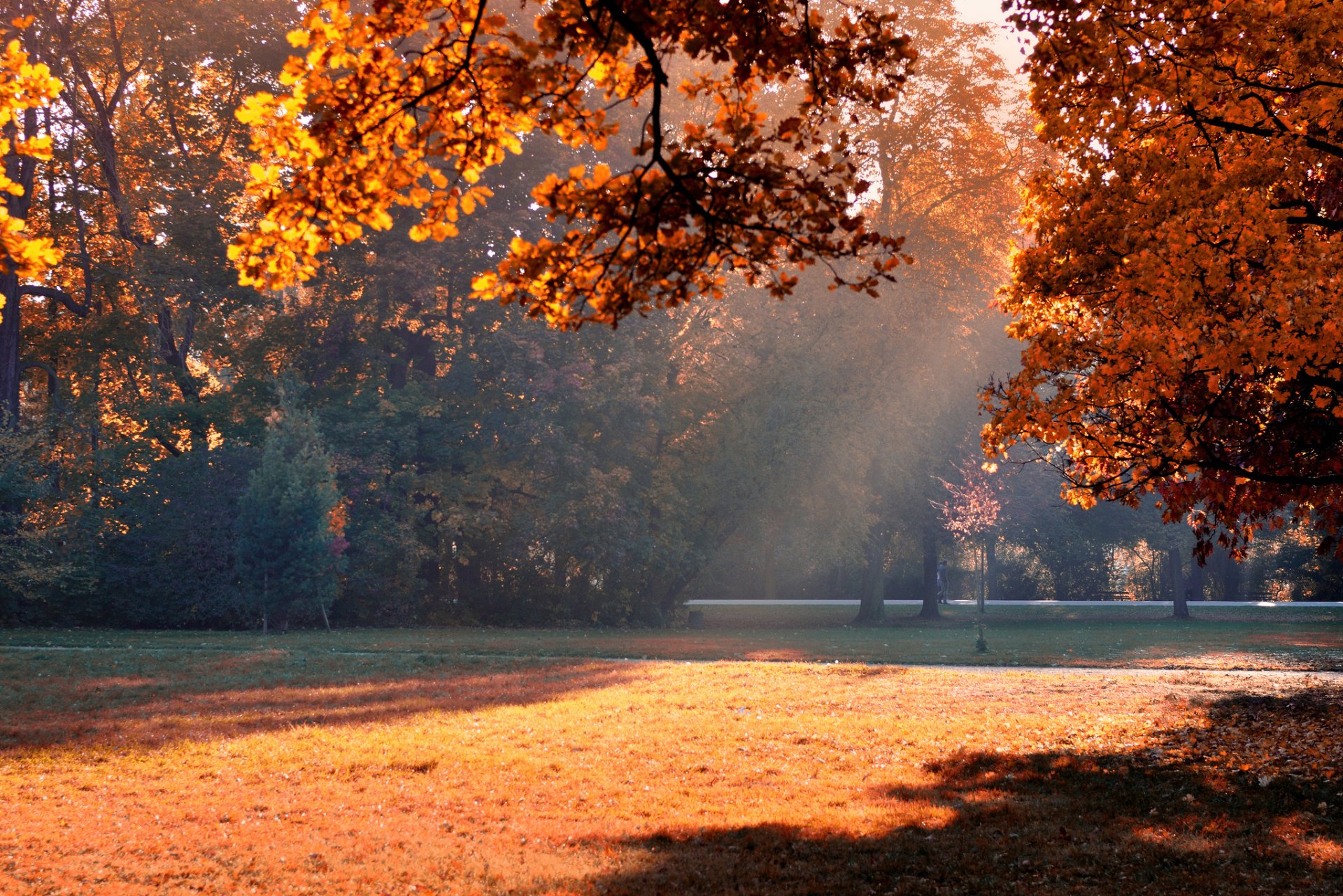 park herbst bäume laub licht schatten