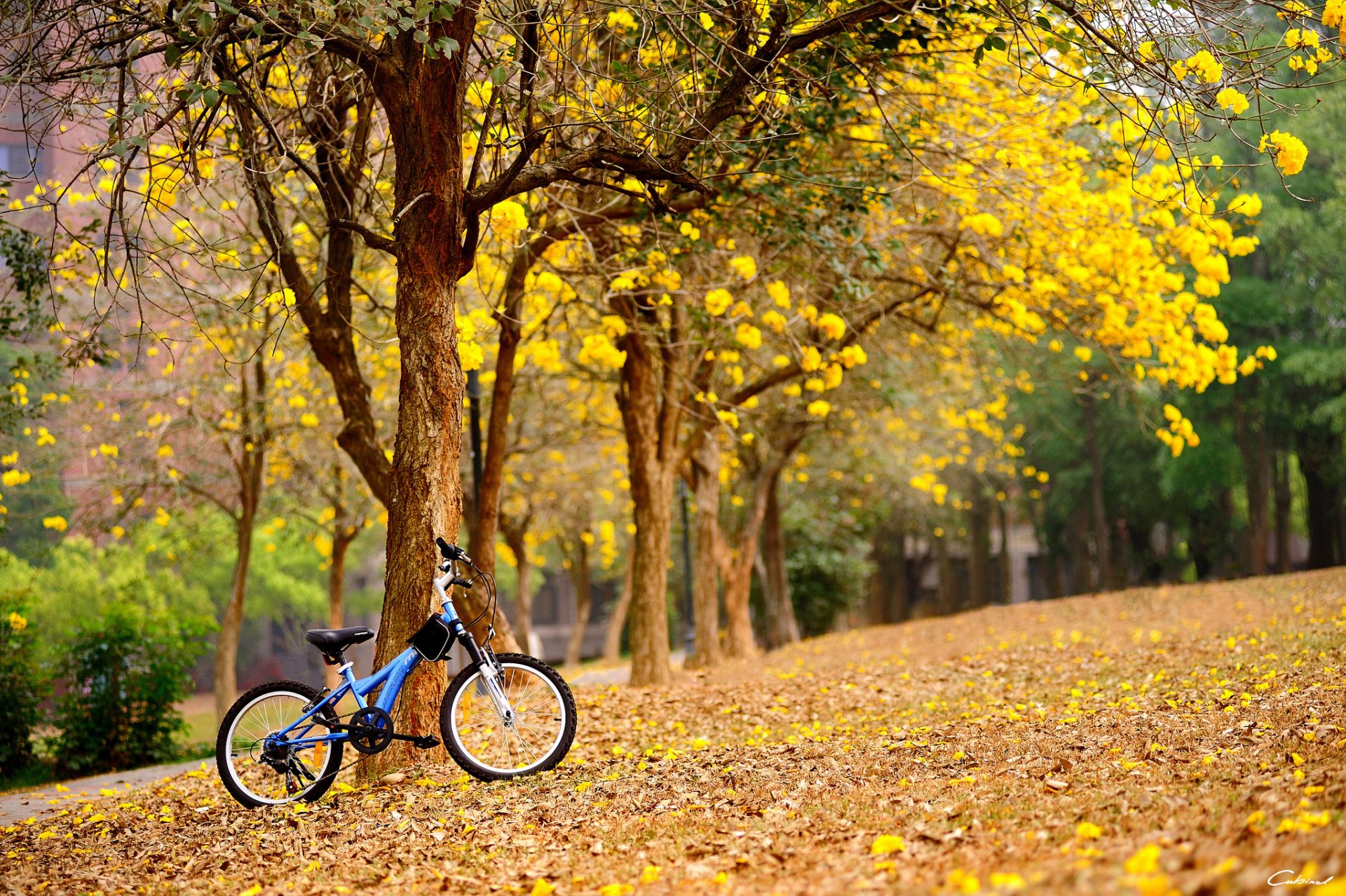 pring flower yellow tree bike