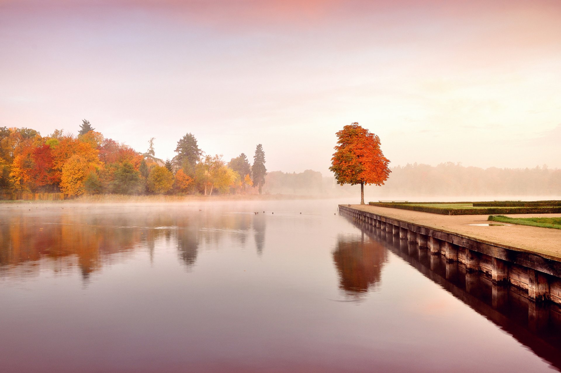 autunno natura paesaggio alberi foglie arancio giallo acqua mattina nebbia