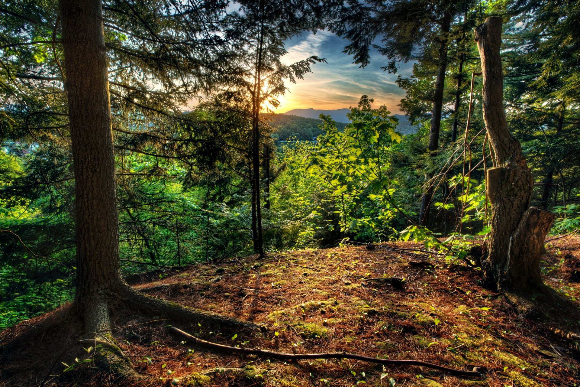 forêt arbres lever du soleil