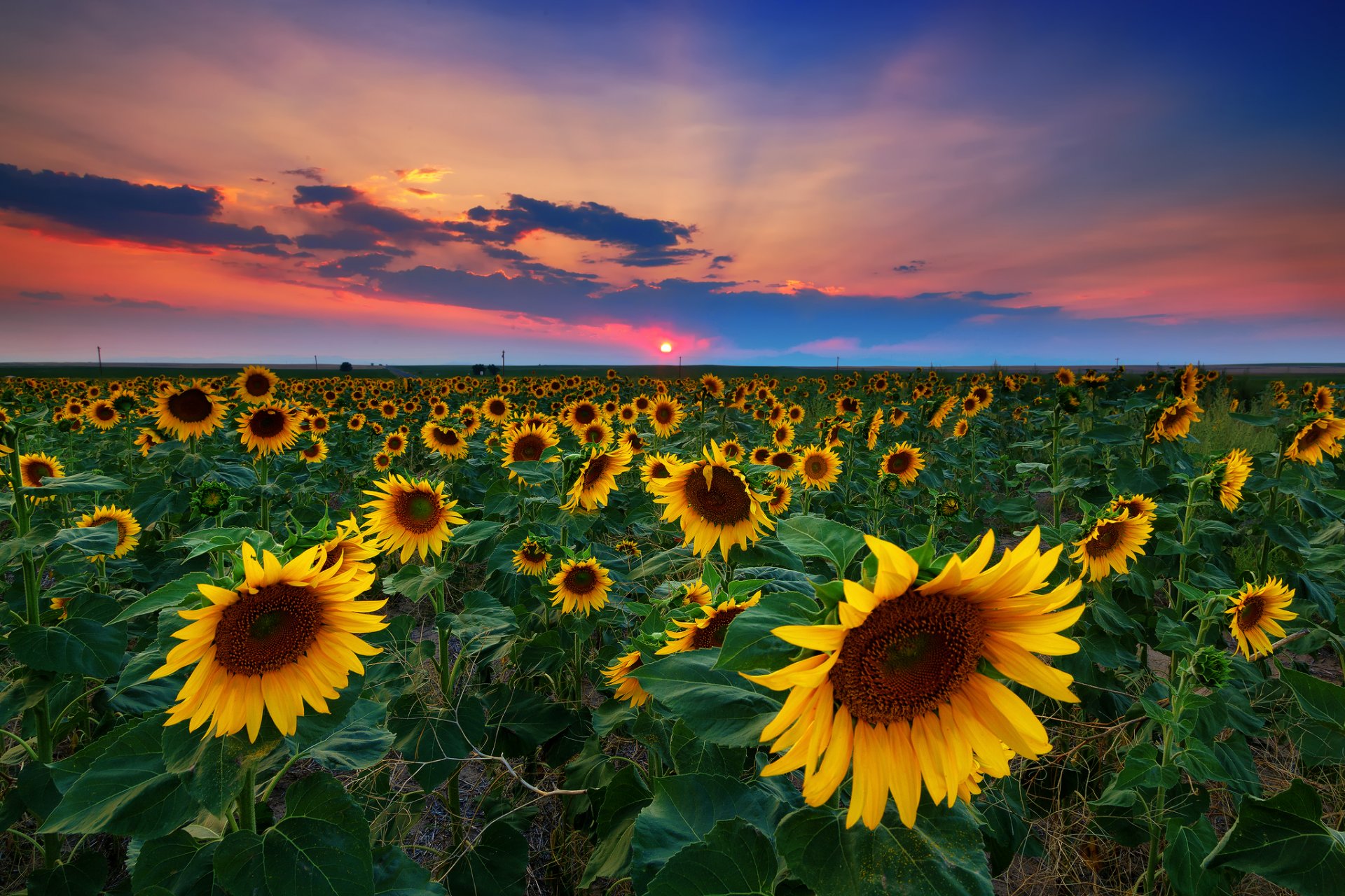 united states denver sunset the field sunflowers summer