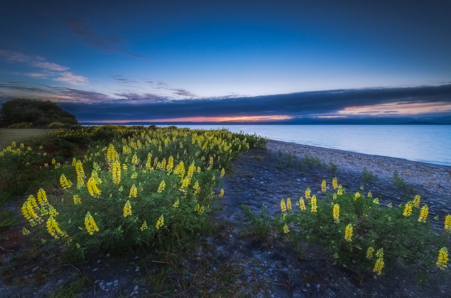 jezioro taupo nowa zelandia kwiaty łubin natura